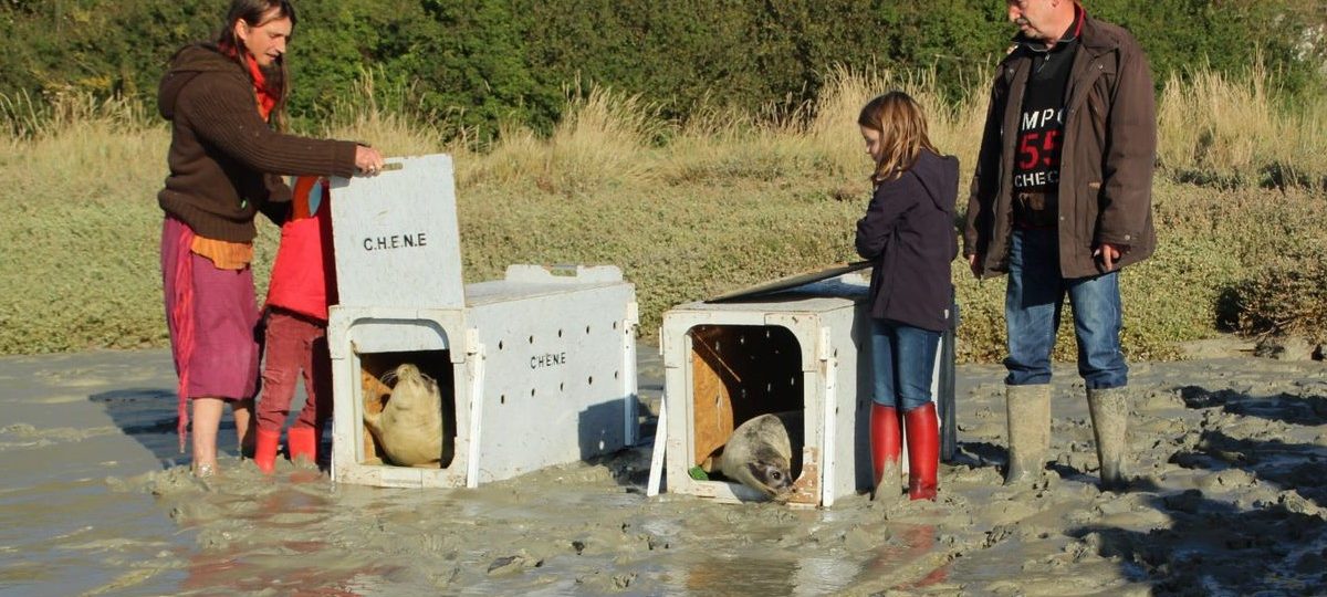 deux jeunes phoques relâchés en mer