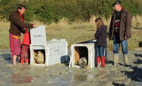 deux jeunes phoques relâchés en mer