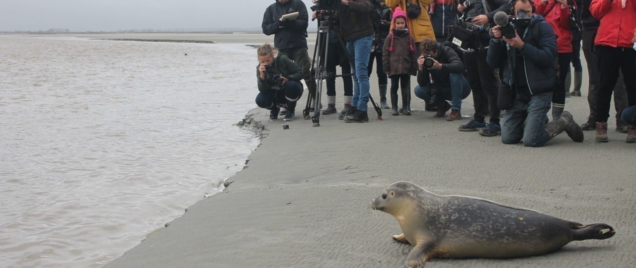 Jeudi 29 octobre 2020, deux jeunes phoques ont été relâchés dans la baie du Mont-Saint-Michel (Manche). (©La Gazette de la Manche)