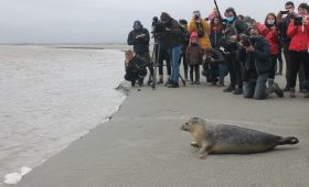 Jeudi 29 octobre 2020, deux jeunes phoques ont été relâchés dans la baie du Mont-Saint-Michel (Manche). (©La Gazette de la Manche)