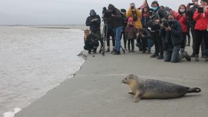 Jeudi 29 octobre 2020, deux jeunes phoques ont été relâchés dans la baie du Mont-Saint-Michel (Manche). (©La Gazette de la Manche)