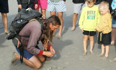 Découverte des corophium volutator de la baie du Mont-Saint-Michel