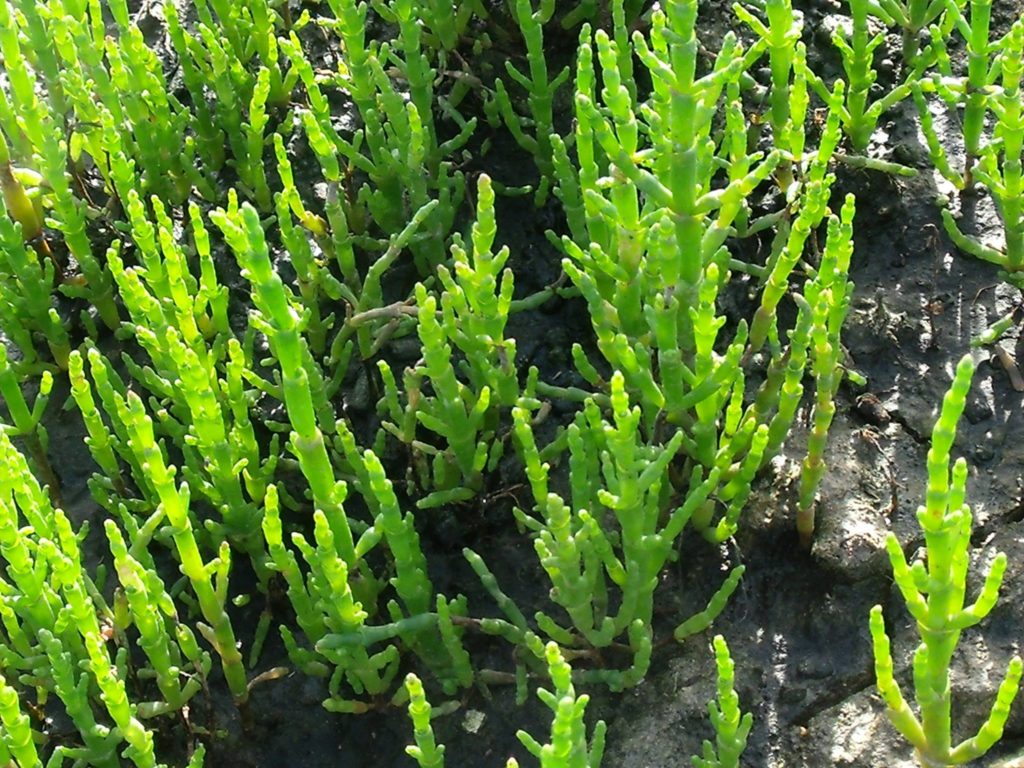 salicorne