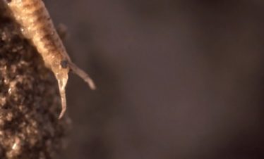 traversée nature Mont-Saint-Michel