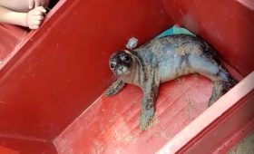 Bébé phoque veau-marin IRAZU